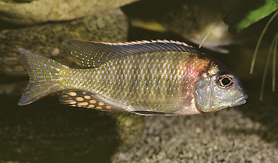 Tramitichromis variabilis 'Senga Bay'